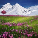 Colorful spring meadow with pink flowers against majestic snowcapped mountains and clear blue sky.
