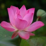 lotus, lotus flower, lotus flower tattoo, lotus flower tattoo meaning, blue lotus flower, lotus flower drawing, lotus flower bomb lyrics, lotus flower bomb, what does a lotus flower mean, origami lotus flower, white lotus flower, lotus flower art, lotus flower and butterfly tattoo, lotus flower arrangement, lotus flower aesthetic, lotus flower avatar, lotus flower and moon tattoo, lotus flower and moon meaning, lotus flower arm tattoo, lotus flower anime, about lotus flower in english