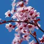 tree, flowers, cherry blossom, flower background, japanese cherry tree, pink flowers, branch, bloom, blossom, flowering plant, ornamental plant, plant, beautiful flowers, flora, nature, flower wallpaper, closeup